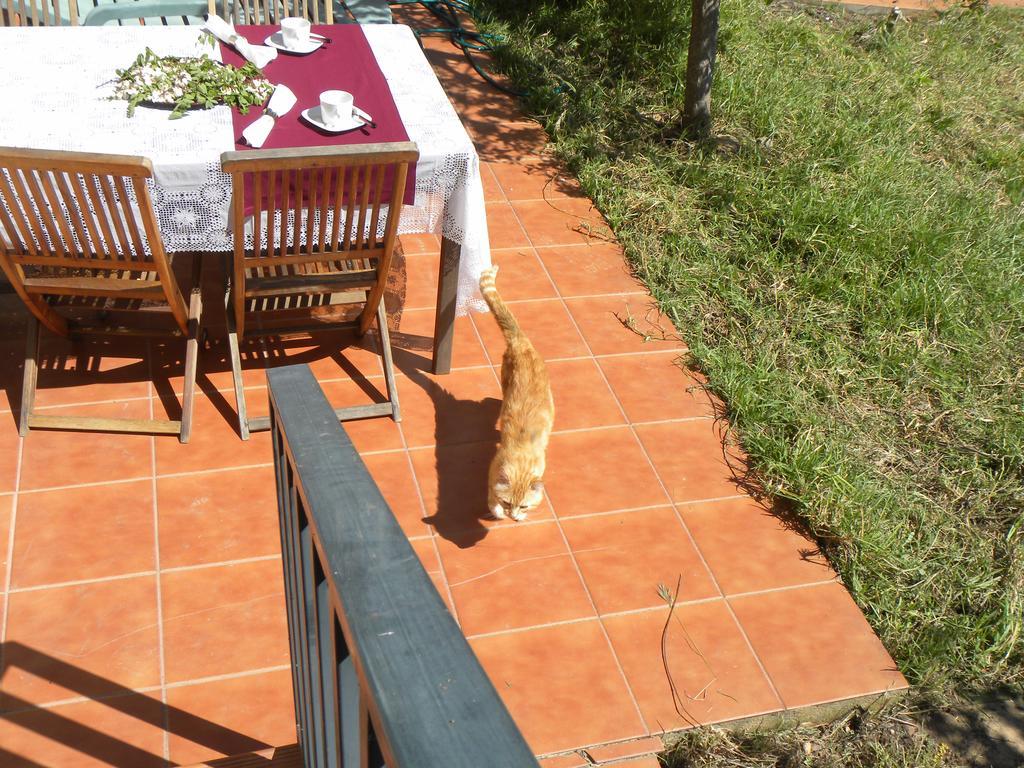 El Jardin De Los Gatos Apartament Caceres Ngoại thất bức ảnh